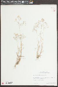 Aira elegans image
