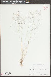 Aira elegans image