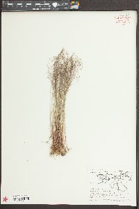 Aira elegans image