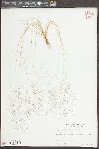 Aira elegans image