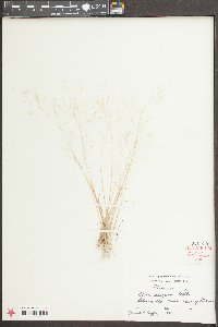 Aira elegans image