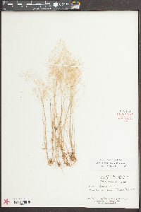 Aira elegans image