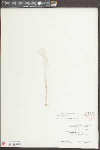 Aira elegans image