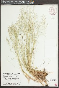 Aira elegans image