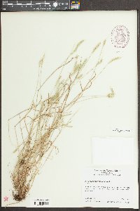 Alopecurus carolinianus image
