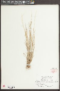 Alopecurus carolinianus image