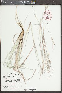 Andropogon capillipes image