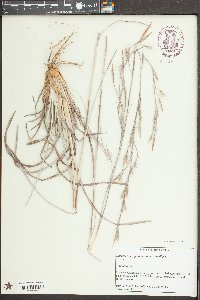 Andropogon capillipes image