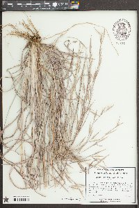 Andropogon capillipes image