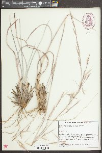 Andropogon capillipes image