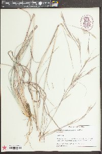 Andropogon capillipes image