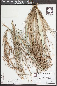 Andropogon cretaceous image