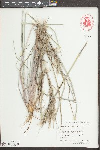 Andropogon cretaceous image