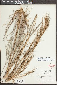 Andropogon cretaceous image