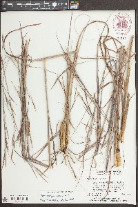 Andropogon cretaceous image