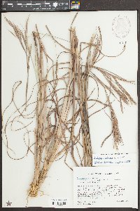 Andropogon cretaceous image