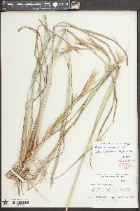 Andropogon cretaceous image