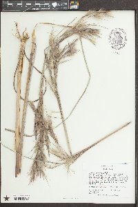 Andropogon cretaceous image