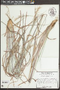 Andropogon cretaceous image