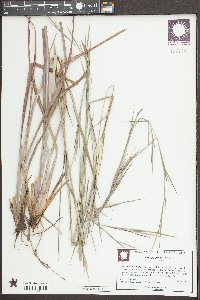 Andropogon cretaceous image