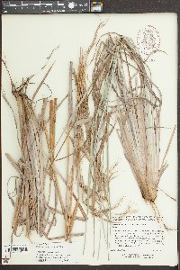Andropogon cretaceous image
