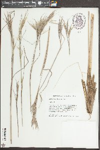 Andropogon cretaceous image