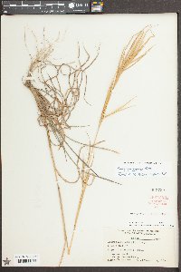 Andropogon gyrans image