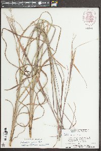 Andropogon gyrans image