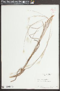 Andropogon ternarius image