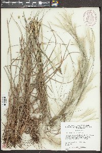 Andropogon ternarius image