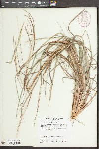 Andropogon ternarius image