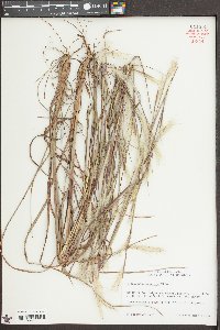 Andropogon ternarius image