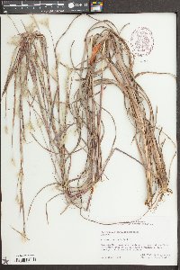 Andropogon ternarius image