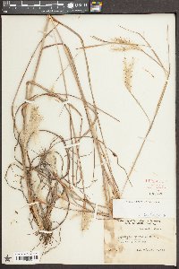 Andropogon ternarius image