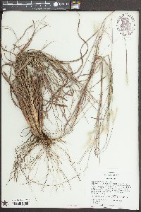 Andropogon ternarius image