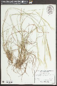 Andropogon ternarius image