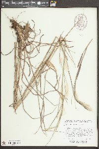 Andropogon ternarius image