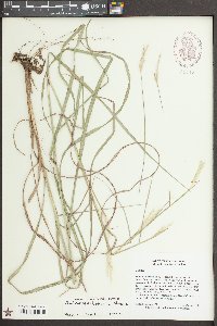 Andropogon ternarius image