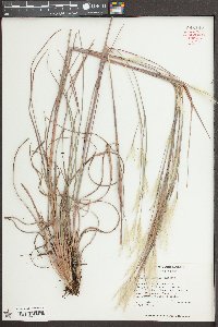 Andropogon ternarius image