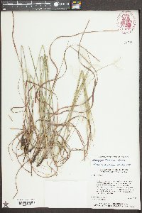 Andropogon ternarius image