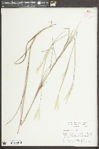 Andropogon ternarius image