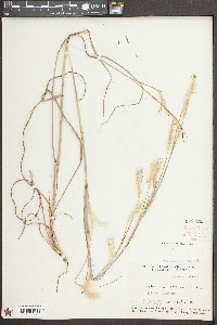Andropogon ternarius image