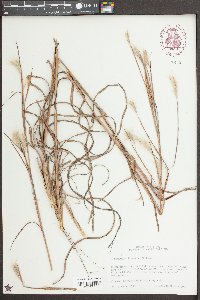 Andropogon ternarius image