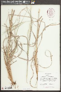 Andropogon ternarius var. ternarius image
