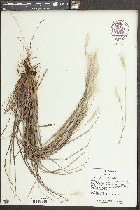 Andropogon ternarius image
