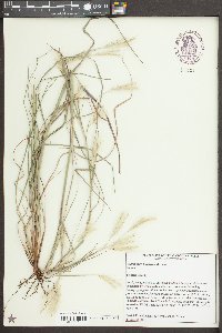 Andropogon ternarius image