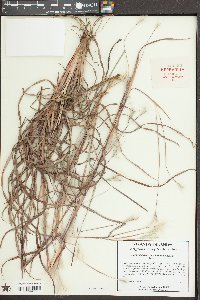 Andropogon ternarius image