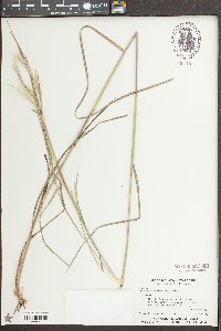 Andropogon ternarius image