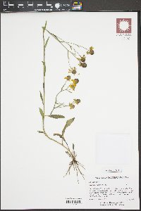 Helenium flexuosum image