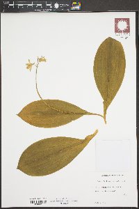 Clintonia borealis image